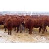 Image 7 : RBD Ranch - 900# Weaned Steers - 70 Head (Milestone, SK)
