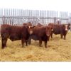 Image 2 : RBD Ranch - 790# Weaned Steers - 80 Head (Milestone, SK)