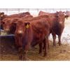 Image 3 : RBD Ranch - 790# Weaned Steers - 80 Head (Milestone, SK)