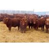 Image 8 : RBD Ranch - 790# Weaned Steers - 80 Head (Milestone, SK)