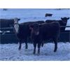 Image 2 : W&R Feeders - 950# Grass Heifers - 500 Head (Indian Head, SK)