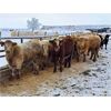 Image 1 : Box Anchor Farms - 960# Weaned Steers - 63 Head (Dewberry, AB)