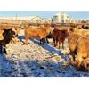 Image 2 : Box Anchor Farms - 960# Weaned Steers - 63 Head (Dewberry, AB)