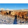 Image 4 : Box Anchor Farms - 960# Weaned Steers - 63 Head (Dewberry, AB)