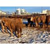 Image 5 : Box Anchor Farms - 960# Weaned Steers - 63 Head (Dewberry, AB)