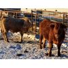 Image 6 : Box Anchor Farms - 960# Weaned Steers - 63 Head (Dewberry, AB)