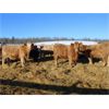 Image 2 : KS Cattle Corp., G+ Farms & BL Gaboury Farm - 820# Weaned Heifers - 75 Head (Spiritwood, SK)