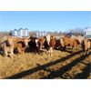 Image 3 : KS Cattle Corp., G+ Farms & BL Gaboury Farm - 820# Weaned Heifers - 75 Head (Spiritwood, SK)