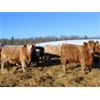 Image 4 : KS Cattle Corp., G+ Farms & BL Gaboury Farm - 820# Weaned Heifers - 75 Head (Spiritwood, SK)