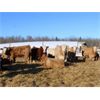 Image 7 : KS Cattle Corp., G+ Farms & BL Gaboury Farm - 820# Weaned Heifers - 75 Head (Spiritwood, SK)