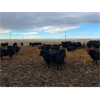 Image 3 : 9 Bar Ranch - 875# Weaned Steers - 180 Head (Fincastle, AB)
