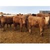 Image 2 : Grassy Flat Ranch - 840# Weaned Heifers - 74 Head (Dewberry, AB)