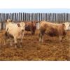 Image 6 : Grassy Flat Ranch - 840# Weaned Heifers - 74 Head (Dewberry, AB)