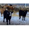 Image 2 : Holowaychuk Bros. - 760# Weaned Steers - 80 Head (Marwayne, AB)