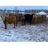 Image 3 : Holowaychuk Bros. - 760# Weaned Steers - 80 Head (Marwayne, AB)