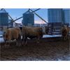 Image 5 : Holowaychuk Bros. - 760# Weaned Steers - 80 Head (Marwayne, AB)
