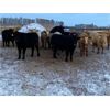 Image 6 : Holowaychuk Bros. - 760# Weaned Steers - 80 Head (Marwayne, AB)