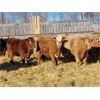 Image 2 : Thomas Evans - 930# Weaned Steers - 31 Head (Langruth, MB)