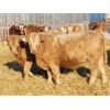 Image 3 : Thomas Evans - 930# Weaned Steers - 31 Head (Langruth, MB)