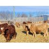 Image 5 : Thomas Evans - 930# Weaned Steers - 31 Head (Langruth, MB)
