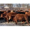 Image 1 : Wright Farms - 875# Weaned Steers - 58 Head (MacGregor, MB)