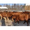 Image 2 : Wright Farms - 875# Weaned Steers - 58 Head (MacGregor, MB)