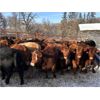 Image 3 : Wright Farms - 875# Weaned Steers - 58 Head (MacGregor, MB)