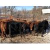 Image 5 : Wright Farms - 875# Weaned Steers - 58 Head (MacGregor, MB)