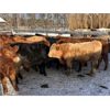 Image 6 : Wright Farms - 875# Weaned Steers - 58 Head (MacGregor, MB)