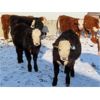 Image 10 : Bezan Cattle Corporation - 635# Weaned Steers - 80 Head (Midale, SK)