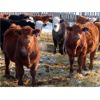 Image 11 : Bezan Cattle Corporation - 635# Weaned Steers - 80 Head (Midale, SK)