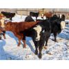 Image 12 : Bezan Cattle Corporation - 635# Weaned Steers - 80 Head (Midale, SK)