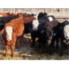 Image 2 : Bezan Cattle Corporation - 635# Weaned Steers - 80 Head (Midale, SK)