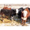 Image 4 : Bezan Cattle Corporation - 635# Weaned Steers - 80 Head (Midale, SK)