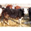 Image 6 : Bezan Cattle Corporation - 635# Weaned Steers - 80 Head (Midale, SK)