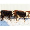 Image 7 : Bezan Cattle Corporation - 635# Weaned Steers - 80 Head (Midale, SK)