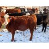 Image 9 : Bezan Cattle Corporation - 635# Weaned Steers - 80 Head (Midale, SK)
