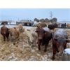 Image 1 : Circle A Farms - 900# Weaned Steers - 70 Head (Beavsejour, MB)