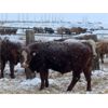 Image 4 : Circle A Farms - 900# Weaned Steers - 70 Head (Beavsejour, MB)