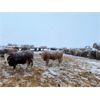 Image 5 : Circle A Farms - 900# Weaned Steers - 70 Head (Beavsejour, MB)