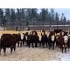 Image 4 : Crooked Creek Ranch - 720# Weaned Heifers - 153 Head (Lloydminster, SK)