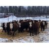 Image 5 : Crooked Creek Ranch - 720# Weaned Heifers - 153 Head (Lloydminster, SK)