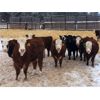 Image 6 : Crooked Creek Ranch - 720# Weaned Heifers - 153 Head (Lloydminster, SK)