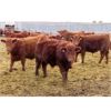 Image 2 : Helland Land & Cattle Co. Ltd. - 850# Weaned Steers - 72 Head (Lomond, AB)