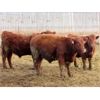 Image 3 : Helland Land & Cattle Co. Ltd. - 850# Weaned Steers - 72 Head (Lomond, AB)