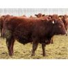 Image 4 : Helland Land & Cattle Co. Ltd. - 850# Weaned Steers - 72 Head (Lomond, AB)