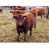 Image 5 : Helland Land & Cattle Co. Ltd. - 850# Weaned Steers - 72 Head (Lomond, AB)