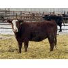 Image 6 : 6150595 MB Ltd. - 1150# Heiferettes - 97 Head (MacGregor, MB)