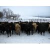 Image 1 : Turtleview Livestock - 600# Weaned Steers - 190 Head (Goodlands, MB)
