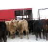 Image 2 : Turtleview Livestock - 600# Weaned Steers - 190 Head (Goodlands, MB)